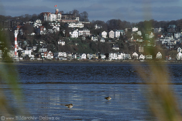 Hamburg Blankenese Elbufer Huser Eis Gnse Wasser