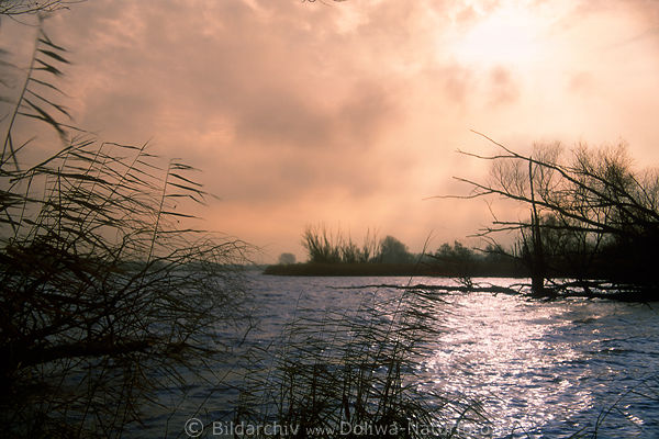 Sderelbe Wind Sturm unheimliche Stimmung Wasser Schilf Naturfoto bei Neuenfelde