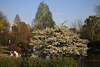 904182_ Planten un Blomen Baumblte Bild, Paar auf Liegestuhl unterm Baum Relax in Hamburg Frhlingsfoto