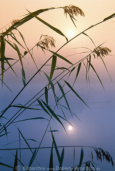 Schilfgras im Nebel See Sonne-Spiegelung in Wasser Mnchteich