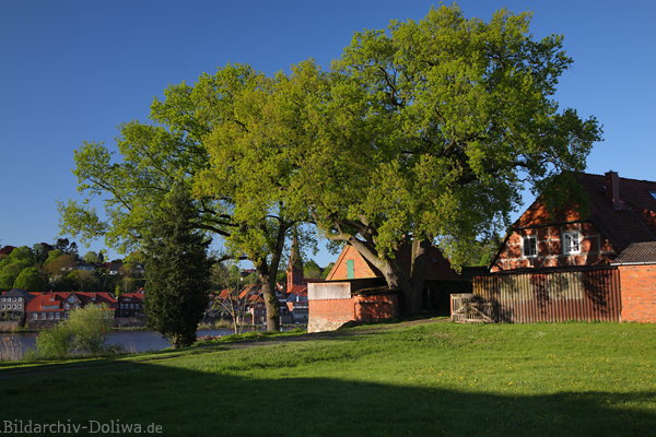 Hohnstorf Elbuferwiese Frhlingsbild Grnbume Landhausidyll am Wasser vor Lauenburg