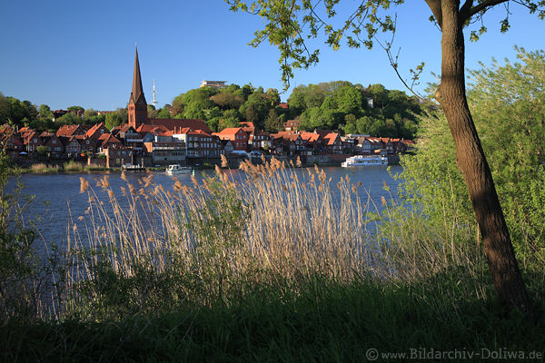 Naturidyll Lauenburg Wasserufer Elbe Schilf Lichtstimmung Naturfoto