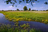 108447_ Elbtal-Grünwiese Wasserfluss überflutete Auenlandschaft GelblumenUfer Naturfoto