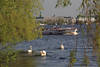 Alster-Cabrio Boot Wassertour Foto Hamburg Seeausflug zu Schwnen am Seeufer Bild
