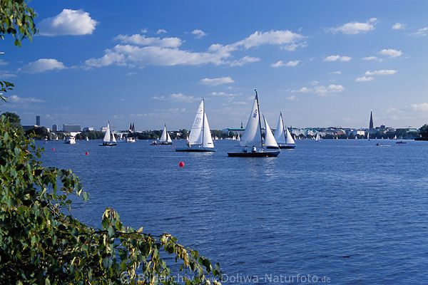 Segelboote Bild auf Alster Wasser segeln Getummel Hamburger See Panorama Freizeit