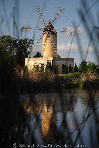 Moli de Tramuntana Getreidemhle Foto durch Schilfgrser am Wasserufer des Mhlensee in Gifhorn