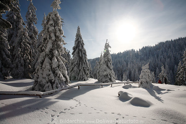 Tannen in Schnee Tierspuren Harz-Winter Naturbild