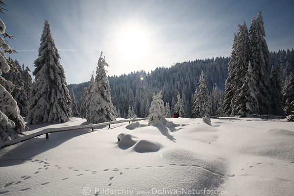 Sonne ber Schnee Winterlandschaft Naturbild Harzer Tannen