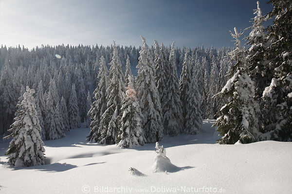 Harz weisser Tannenwald in Schnee Winterlandschaft Naturbild