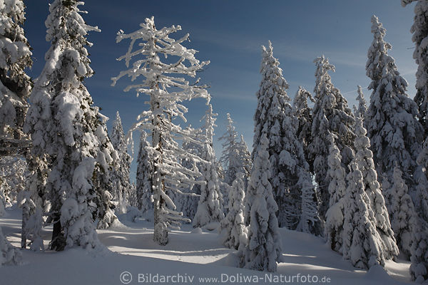 Winterzauber in Harzwald Tannenbume im Schnee Naturfoto romantische Waldlandschaft