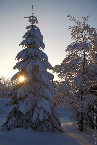Harz Schnee-Tannenbaum Winterbild mit Sonnenstern scheinen durch Zweige in Rauhreif bei Sonnenuntergang