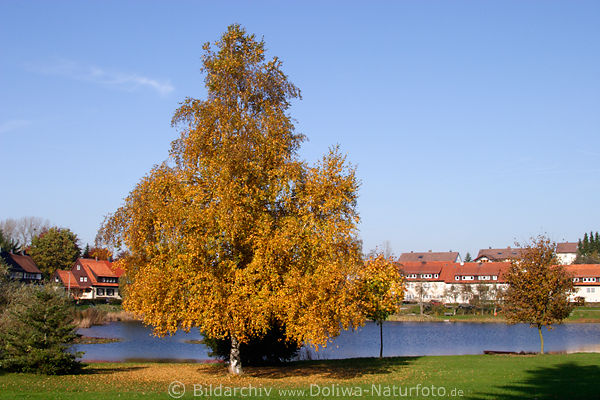 Bad Grund Harz Goldfarben prachtvolle Birke am Teichwasser