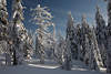 101270_Natur Winterzauber im Harzwald Tannenbäume im Schnee Photo romantische Waldlandschaft