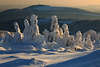 101969_Brockenzauber im Harz Naturbilder Winterlandschaft skurrile Schneegestalten windgeformte Schneegebilden