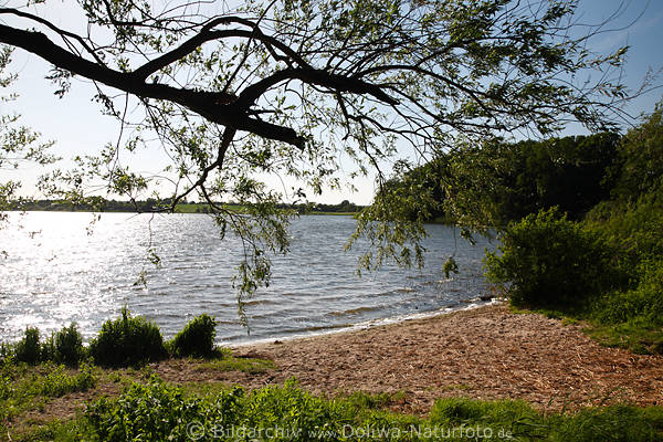 Preetz Romantik Postseebucht: Baumzweig ber Wasser Seelandschaft Naturbild