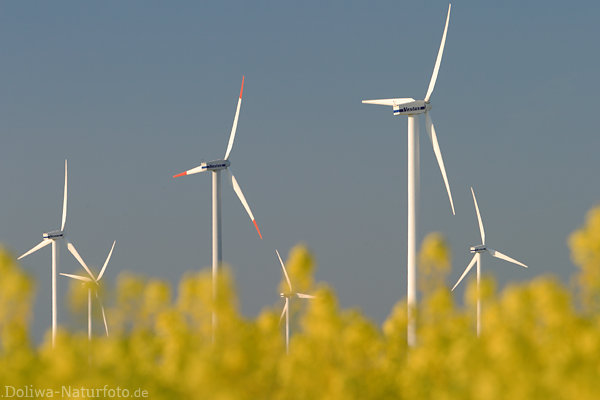 Windrder Flgel in Rapsfeld gelbe Blten verwischt in Wind am Himmel Dithmarschen