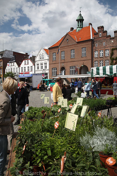 Husumer Markt Foto Nordfriesland Hafenstadt Altstadt Fachwerkhuser  Wochenmarkt Bild aus Hsem