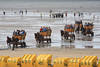 Cuxhaven Nordseestrand Kutschenkolonne Wattausflug Touristen