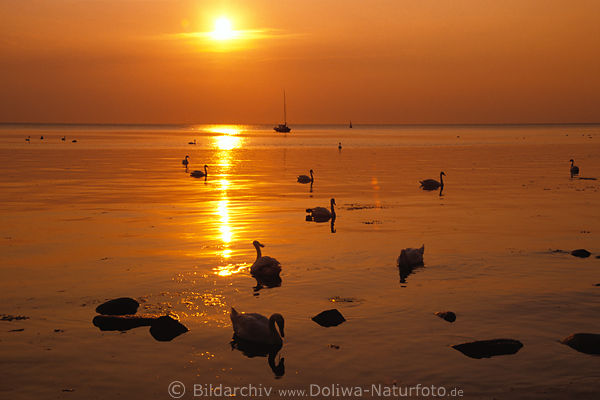 Sonnenuntergang orange-rotes Meer Wasser Ostsee Schwne Steine Segelboot