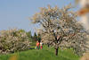 Spaziergang im Altes Land Kirschblüte Obstbäumen in Blütezeit Bilder