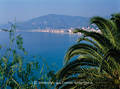 Palmenblätter Foto vor Ligurien Mittelmeer Küstenpanorama mit Alassio Stadt an Azurwasser