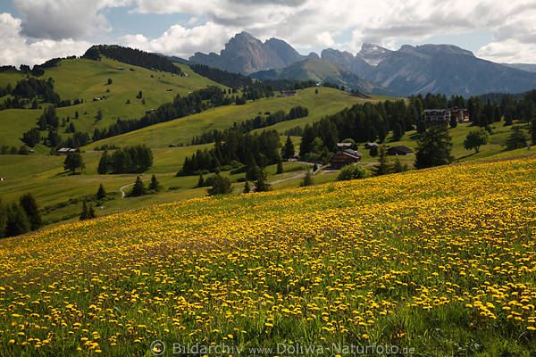 Gelbblumenfeld auf Seiser Alm Blumenwiesenpracht Landschaftsfoto von Sdtirol Dolomiten