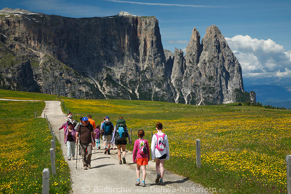 SeiserAlm blhende Blumenwiese Pfad Wandergruppe spazieren vor Schlern Dolomitenfelsen