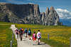 1101183_SeiserAlm blhende Blumenwiese Pfad Wandergruppe spazieren vor Schlern Dolomitenfelsen