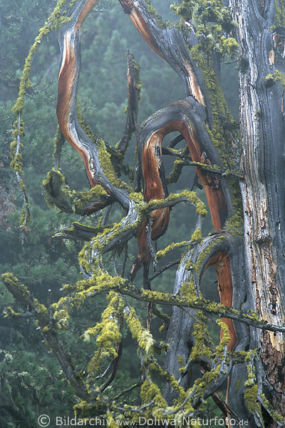 Urwald bizarre Vegetation Naturbild krause Äste im feuchten Nebelwald Südtirols Berge