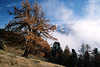 0725_Südtirol Naturfoto Martelltal Bergpanorama über Wolken Lärche Nadelbaum Herbstfarben