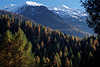 0754_ Südtirol Lärchenwald verschneite Bergspitzen Naturfoto oberhalb Lago Gioveretto