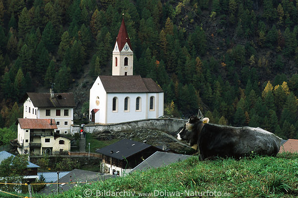 Katharinaberg Dorfkirche hinter Schnalstaler Kuh auf Bergwiesehgel in Sdtirol 