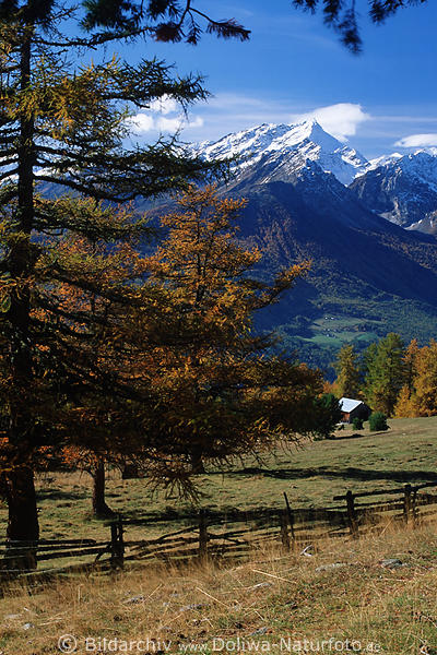 Bergwiese in Herbst mit Bergblick auf weisse Alpengipfel im Schnee Naturfoto Sdtirol