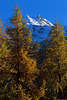Alpengipfel mit Schnee über Lärchen glühende Herbstfarben