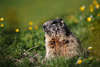 1101678_ Seiser Alm Murmeltiere Wildtier-Erlebnis in Foto: mit Glck putzigen Tierchen sehen, beobachten