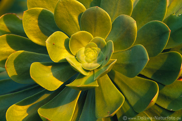 Aeonium Grnbltter Goldfarben Wildflora Naturfoto Insel La Palma Norden bei La Tosca