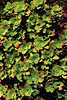 Pflanzenteppich Dickblattgewchse von La Tosca im Norden Insel La Palma