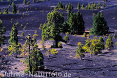 Lava-Bäume Pinien Vulkanlandschaft Naturfotos des Cumbre Nueva Berge Kanarische Kiefer in Wind