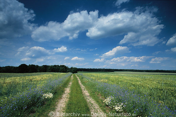 Feldweg Doppelspur Foto durch Getreide grne Panorama unter Blauhimmel Wolken