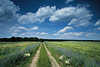 3660_Feldweg Doppelspur Foto durch Getreide grne Panorama unter Blauhimmel Wolken