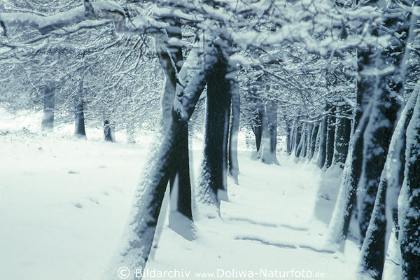 Baumallee Winterfoto abstrakt Doppelbelichtung verschneite Bume & Zweige Naturbild in Schnee