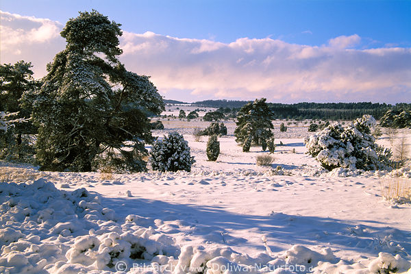 Schneelandschaft Kieferbume Heidepanorama Winterbild Naturfoto Winterzauber in Sonnenschein