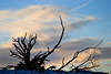 700222_ Baum-Wurzeln ste vor Wolkenhimmel Winterstimmung Naturfoto