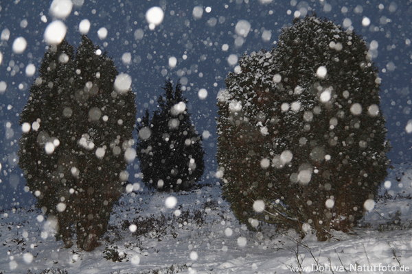 Schneesterne Schneeblle ber Heidewacholder Winterlandschaft Romantik Naturfoto im Schneefall