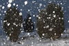 100071_Schneesterne Schneeblle ber Heidewacholder Winterlandschaft Romantik Naturfoto im Schneefall