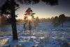 006720_Baum berstrahlt durch Sonnenstern ber Winterlandschaft Schnee scheinen in Naturfotografie