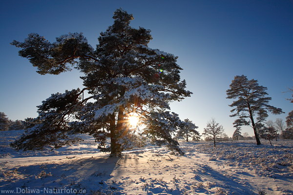Sonnenstern unter Kiefer Bumenpaar in Winterlandschaft Naturbilder Schnee-Romantik in Gegenlicht