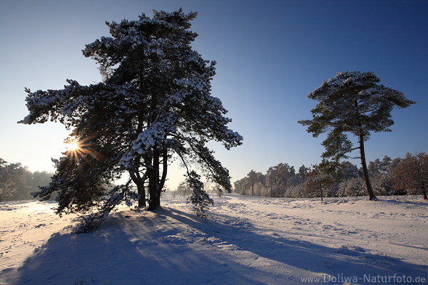 Winterlandschaft in Sonne Gegenlicht Naturfoto: Kieferbume im Schnee lange Schatten Sonnensterns