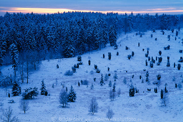 Blaustimmung Winter Schneelandschaft Naturfoto in Dmmerung Heide nach Sonnenuntergang
