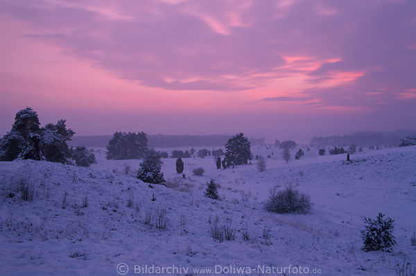 Winterstimmung Lneburger Heidelandschaft nach Sonnenuntergang Schnee Naturfoto in Dmmerung